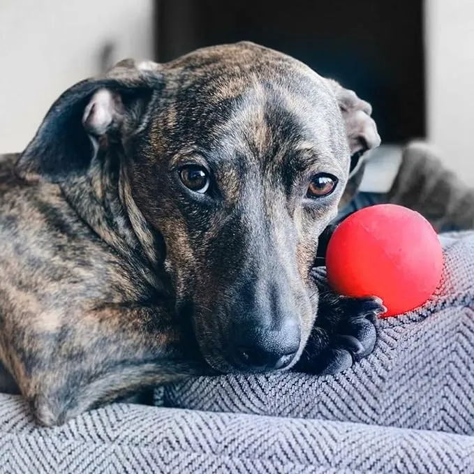 Ruff Dawg Indestructible Ball