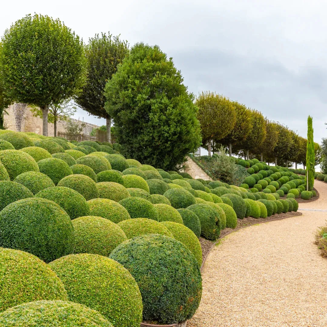 Wintergreen Boxwood