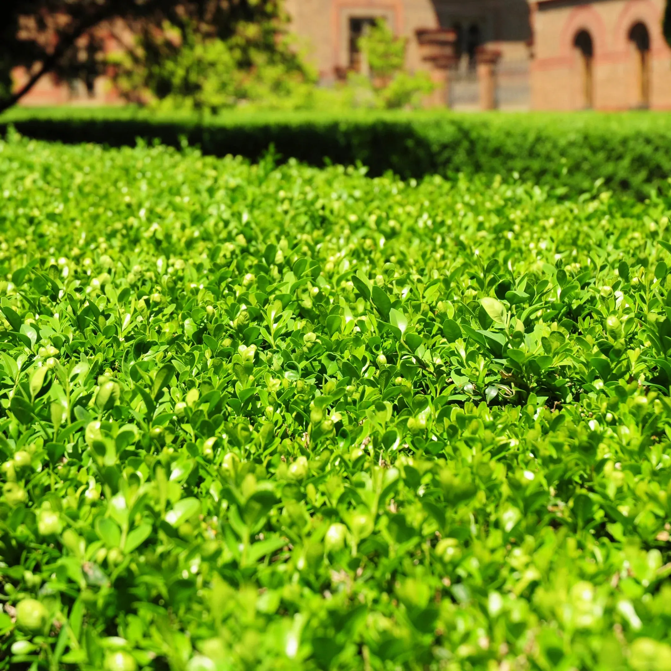 Wintergreen Boxwood