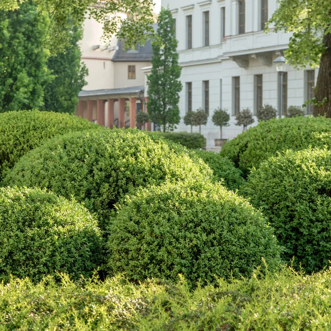 Wintergreen Boxwood