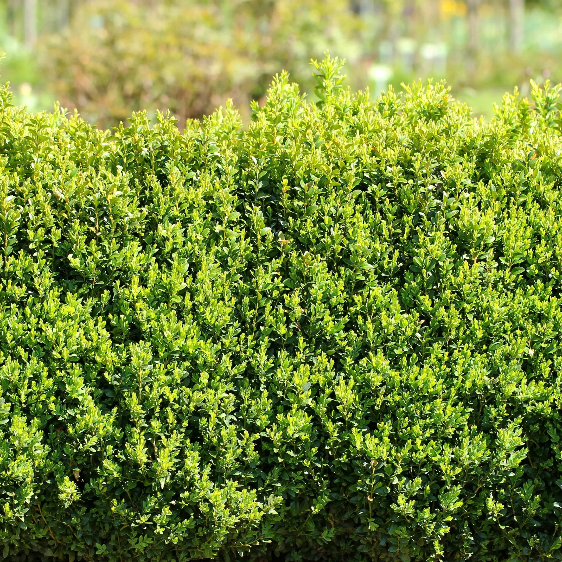 Wintergreen Boxwood